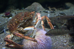 Killikus&reg; Fotographie